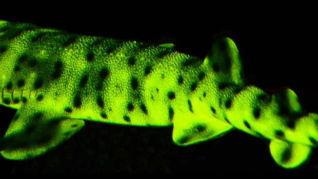 biofluorescence-colored-light-emission-by-marine-animals