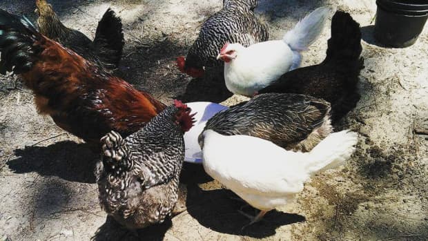 5-best-chicken-breeds-for-your-homestead