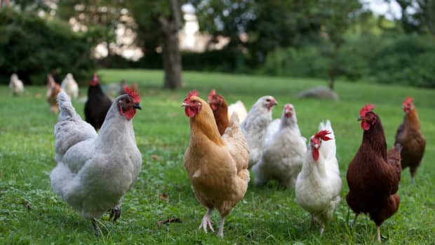 The Best Chickens for the Backyard - PetHelpful