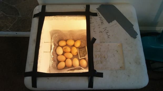 how-to-build-a-homemade-incubator-for-less-than-20