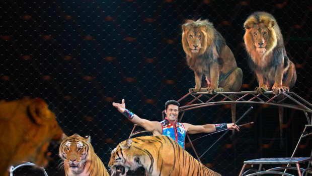 animal-trainer-alexander-laceys-ringling-bros-circus-wrap-up