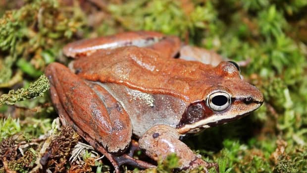 frozen-wood-frogs-and-adaptations-for-survival