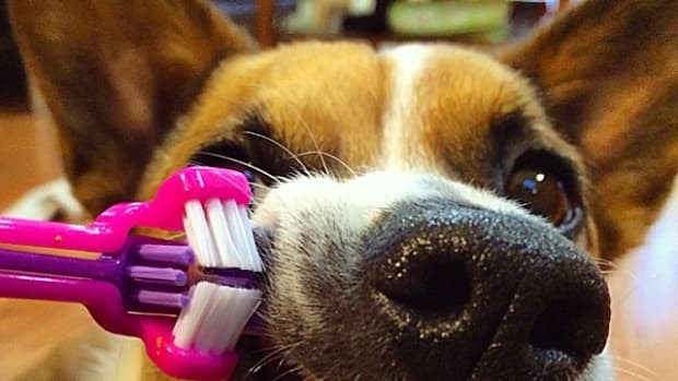 benefits-of-electric-toothbrushes-for-dogs