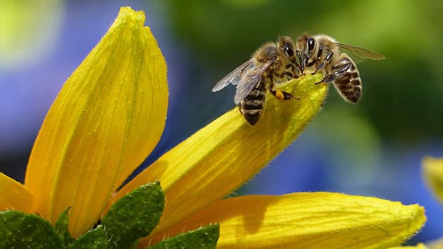 保存 - 我们的蜜蜂和保存 - 我们的星球