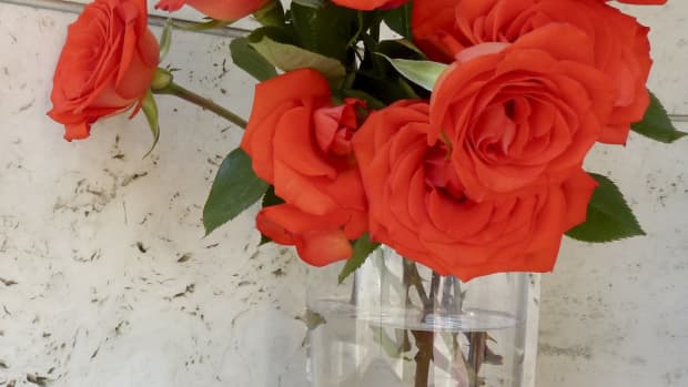 roses-standing-pruodly-in-a-vase-a-lovely-floral-display-poetry