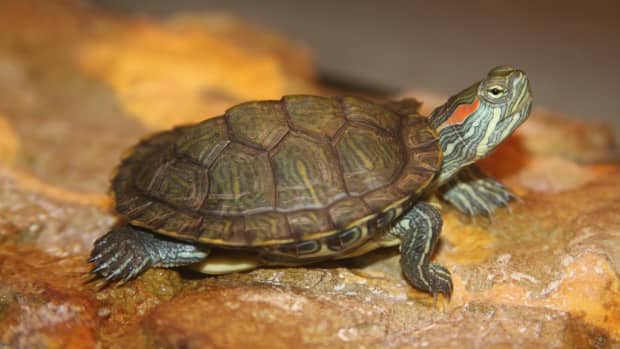 red-eared-slider-turtle-care