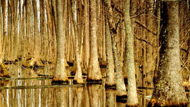 poetry-of-the-swamps