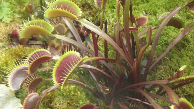 the-diversity-and-ecology-of-carnivorous-plants