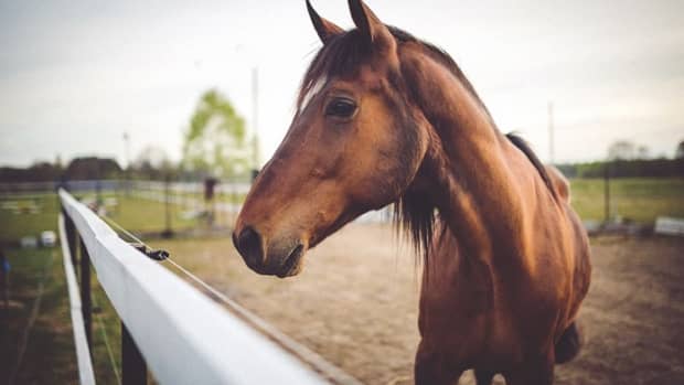 horse-nosebleeds-causes-and-treatments