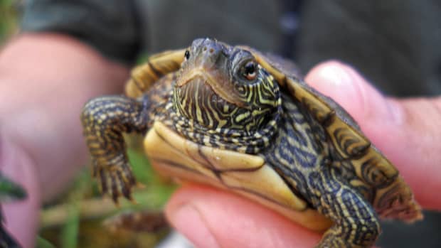 pet-turtles-for-kids-should-you-get-one