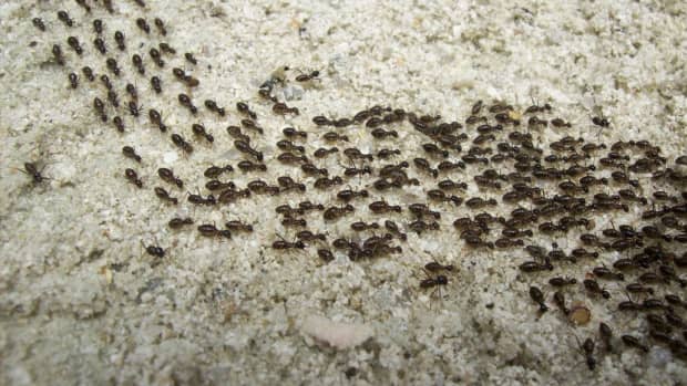 the-march-of-ants