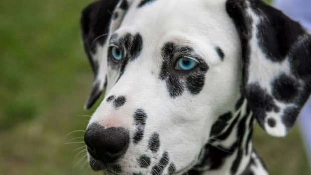clever-names-for-pets-with-spots