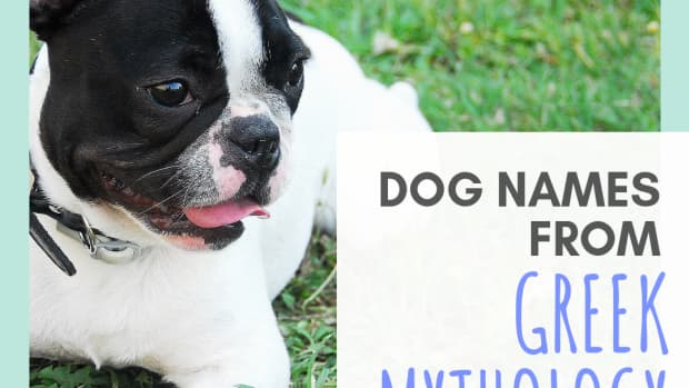 15-names-for-your-dog-based-on-greek-mythology
