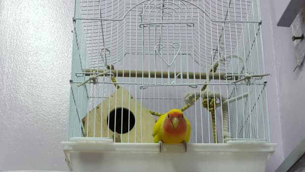 how-to-put-lovebirds-back-in-cage