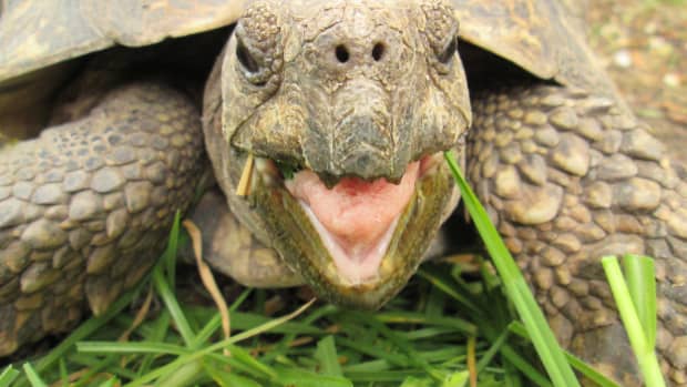 four-reasons-your-leopard-tortoise-has-a-bubbly-nose