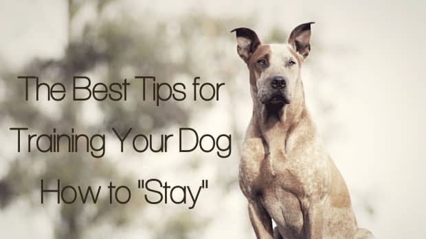 how-to-train-your-dog-a-rock-solid-stay