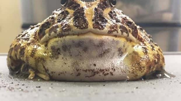 pacman-frog-care-sheet-ccranwelli