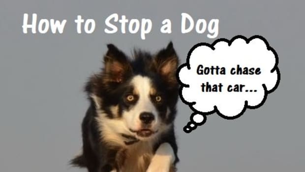 how-to-stop-a-dog-from-chasing-cars