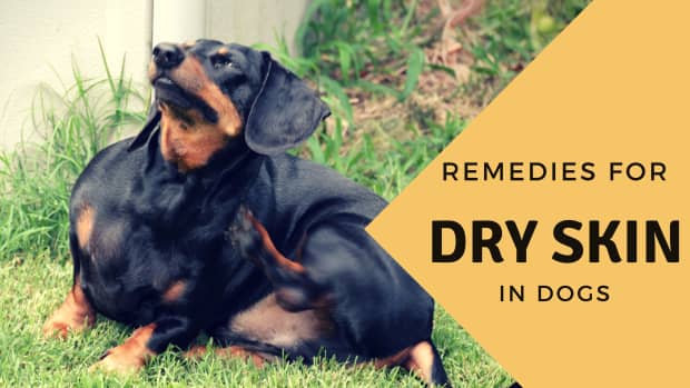 remedy-for-dog-with-dry-skin