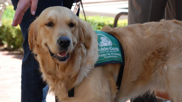 etiquette-when-dealing-with-assistance-dogs