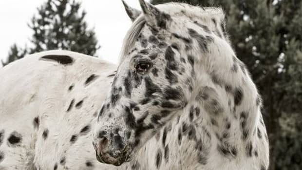 top-40-native-american-names-for-quarter-horses-paints-appaloosas-morgans-and-other-american-horses