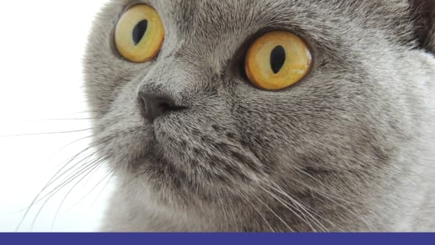 20-great-names-for-your-british-shorthair-cat-from-british-literature-mythology-and-folklore