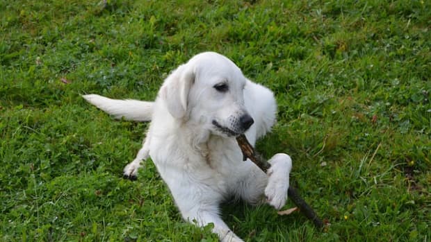 what-to-do-about-dogs-eating-rocks-and-sticks