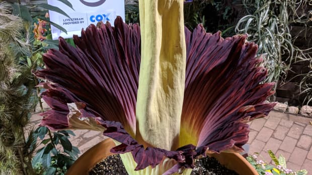 Corpse Plant (Amorphophallus Titanum) IMG_20180423_193030 - Cropped