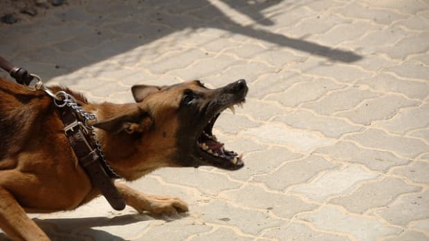 how-to-stop-dog-aggression-with-training