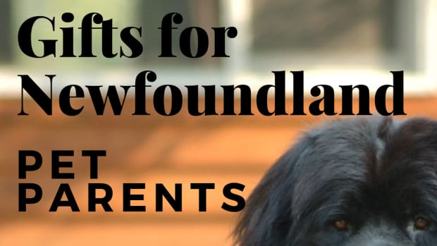 12-terrific-gifts-for-newfoundland-dog-lovers