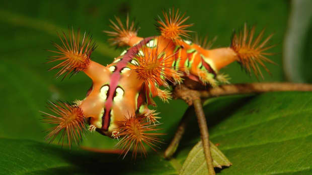 the-stinging-nettle-slug-caterpillar-is-no-clown