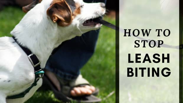 What To Do When Your Dog Bites Someone - PetHelpful