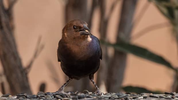the-story-of-cowbirds-and-why-some-people-hate-them
