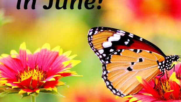 crazy-silly-holidays-in-june-that-youll-have-fun-celebrating