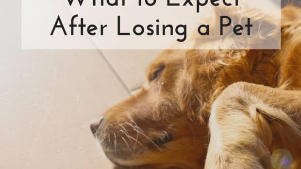 the-stages-of-grief-when-losing-a-dog