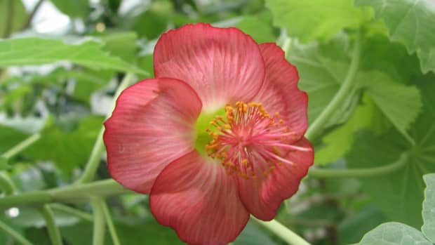 the-stunning-flowers-of-the-critically-endangered-abutilon-menziesii-plant