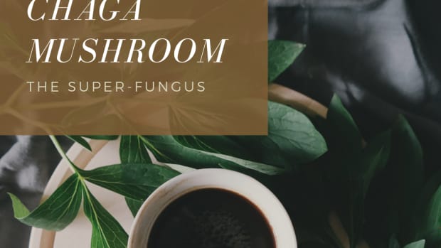 the-health-benefits-of-chaga-mushroom-superfood-elixirs