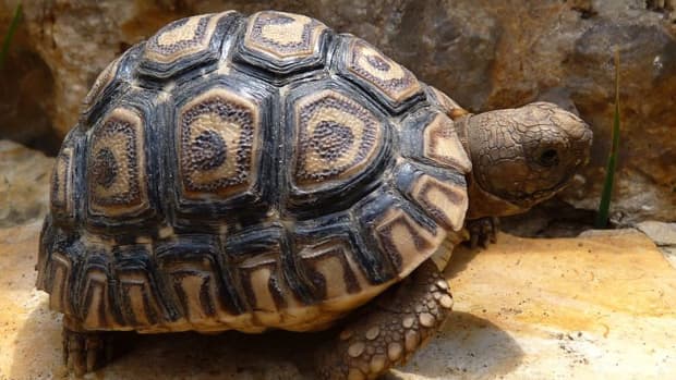 bringing-home-your-baby-leopard-tortoise