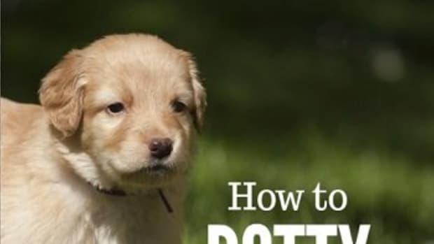 how-to-potty-train-a-dog-in-7-days