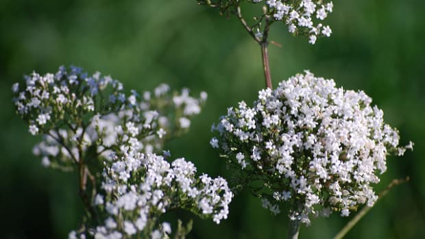 valerian-root-for-stress-and-anxiety