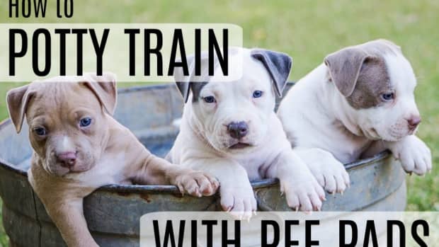 how-to-potty-train-a-puppy-with-pee-pads