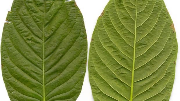 kratom-a-safe-alternative-to-prescription-medications-with-a-bad-wrap-or-a-genuine-threat-to-your-health