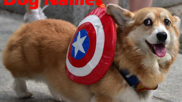 marvel-dog-names