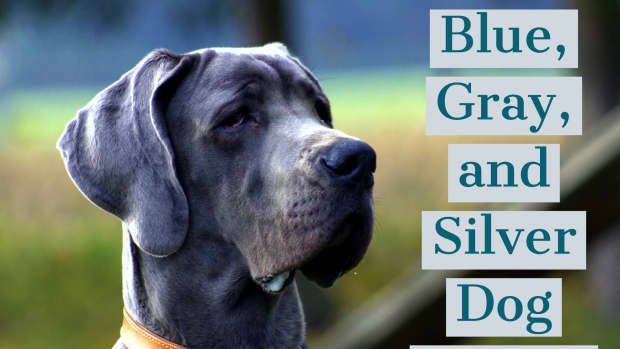 dog-names-for-gray-dogs