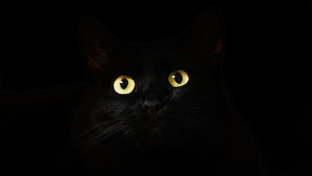 the-black-cat-a-100-word-microfiction-short-story