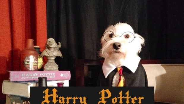 harry-potter-dog-names