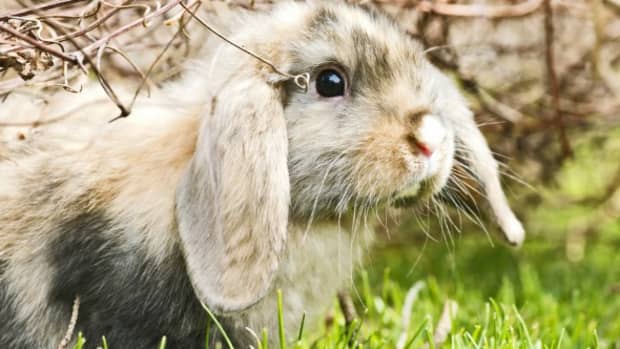 tips-for-choosing-a-name-for-your-pet-rabbit