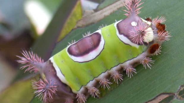 saddleback-caterpillars