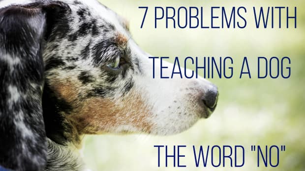 problems-with-teaching-a-dog-no