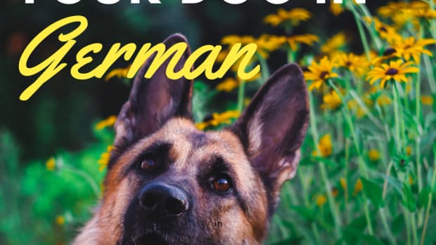 a-guide-to-training-a-dog-german-commands